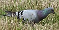 Rock Dove