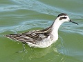 Red-Necked Phalarope