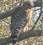 Red-shouldered Hawk