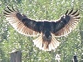 Red-tailed Hawk