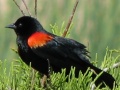 Red-winged Blackbird