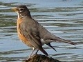 American Robin