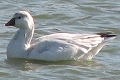 Ross's Goose