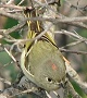 Ruby-crowned Kinglet