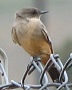 Say's Phoebe