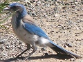 Western Scrubjay