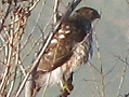 Sharp-shinned Hawk