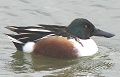 Northern Shoveler