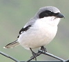 Loggerhead Shrike