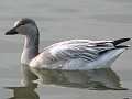 Snow Goose