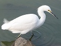 Snowy Egret