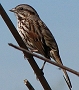 Song Sparrow