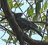 Steller's Jay