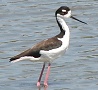 Black-necked Stilt