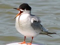 Forster's Tern