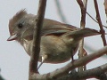 Oak Titmouse