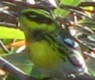 Townsend's Warbler