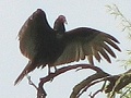 Turkey Vulture