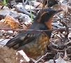 Varied Thrush