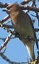 Cedar Waxwing