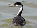 Western Grebe