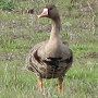 Greater White-fronted Goose