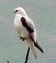 White-tailed Kite