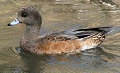 American Wigeon