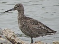 Willet