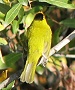 Wilson's Warbler