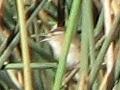 Marsh Wren