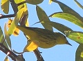 Yellow Warbler