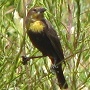 Yellow-headed Blackbird