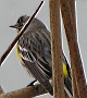 Yellow-rumped Warbler