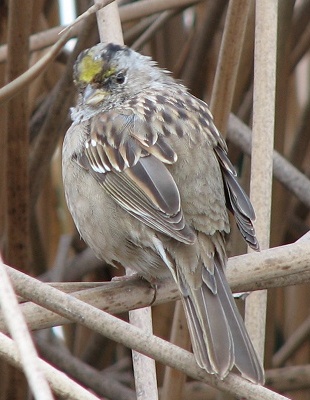 Golden-crowned Sparrow