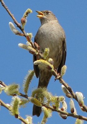 Golden-crowned Sparrow