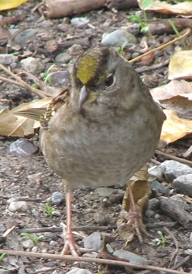 Golden-crowned Sparrow