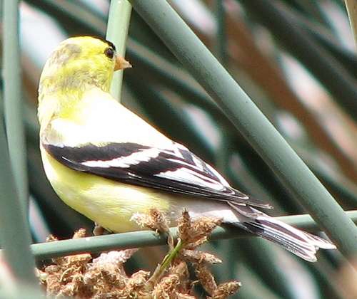 American Goldfinch