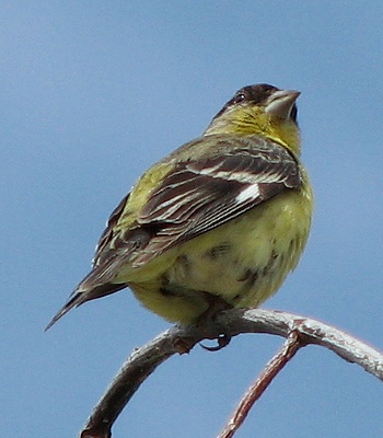 American Goldfinch