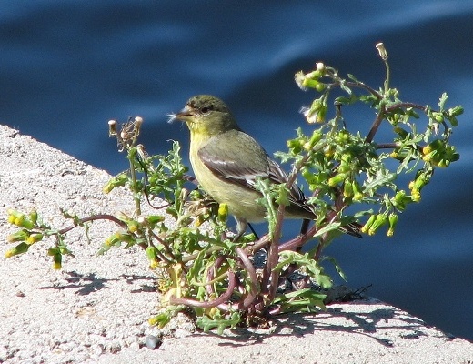 Lesser Goldfinch