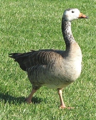 Goose Interbreed
