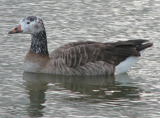 Goose Interbreed