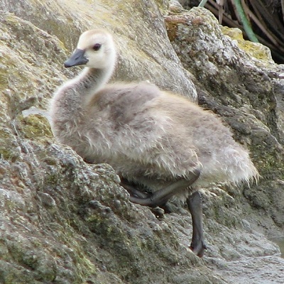 Canada Goose