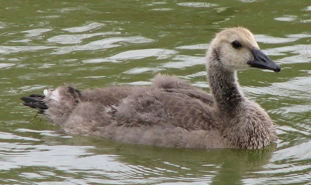 Gosling