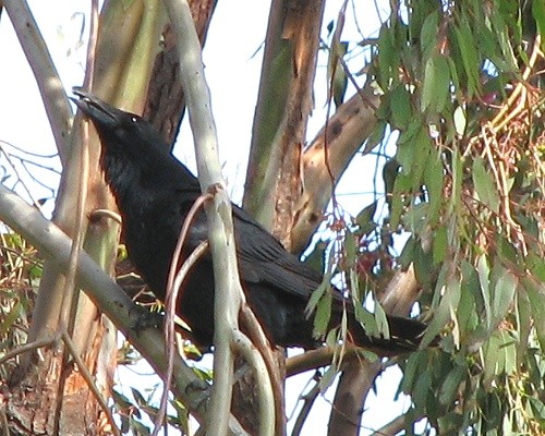 Grackle