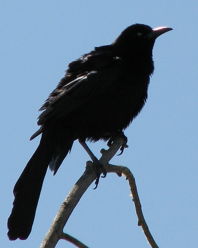 Grackle