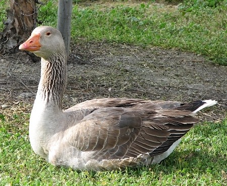 Graylag Goose