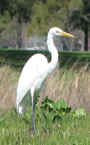 Great Egret