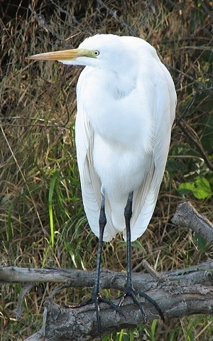 Great Egret