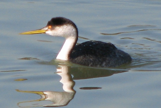 Grebe